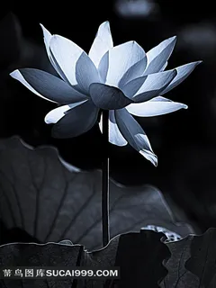 荷花装饰画无框画