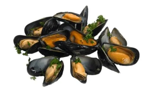 贻贝 PNG免抠(800x530)