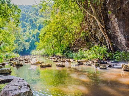 绿色的树和河水