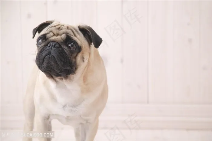 高清可爱巴哥犬狗狗图片