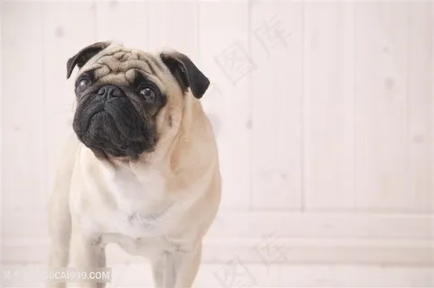 高清可爱巴哥犬狗狗图片 高清可爱巴哥犬狗狗图片