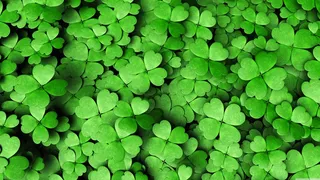 高清绿色四叶草图片