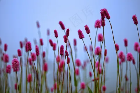 粉红色花朵唯美桌面壁纸图片 粉红色花朵唯美桌面壁纸图片