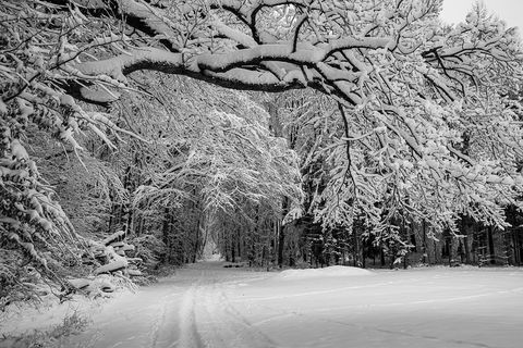 冬天白色背景风景大树