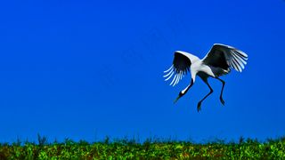 草地上跳起来的丹顶鹤