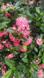 雨后粉色花朵摄影图