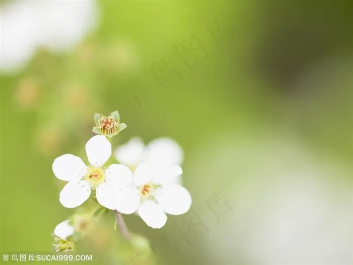 花卉物语-梦幻的白色梅花