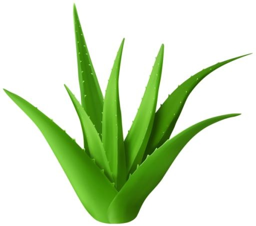 芦荟 PNG免抠(600x529)
