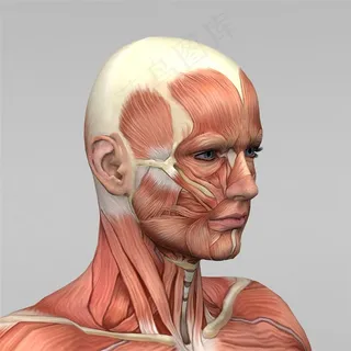 人体脸部肌肉图片人体器官图