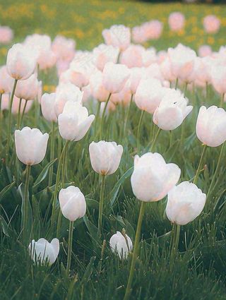 春天粉色郁金香花海绿叶温馨阳光，春分摄影图