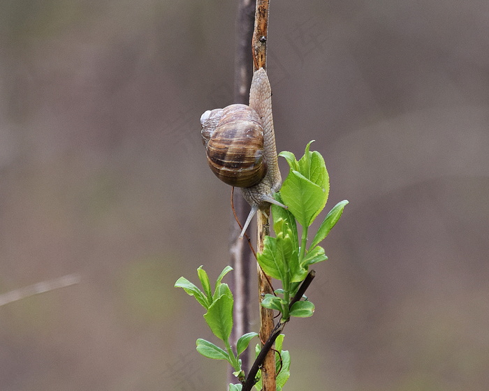 树干上小蜗牛图片