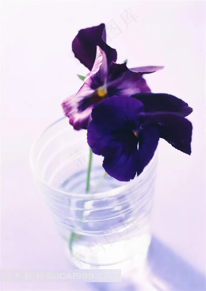 蝴蝶兰插花