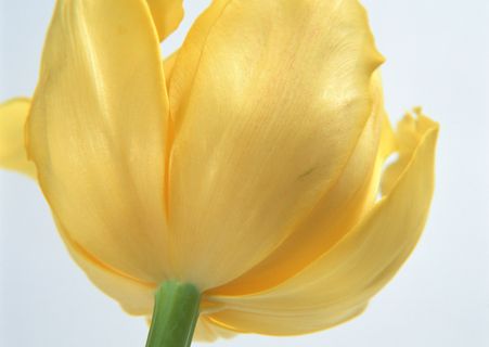 花朵淡黄  花朵淡黄
