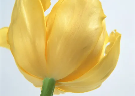 花朵淡黄  花朵淡黄