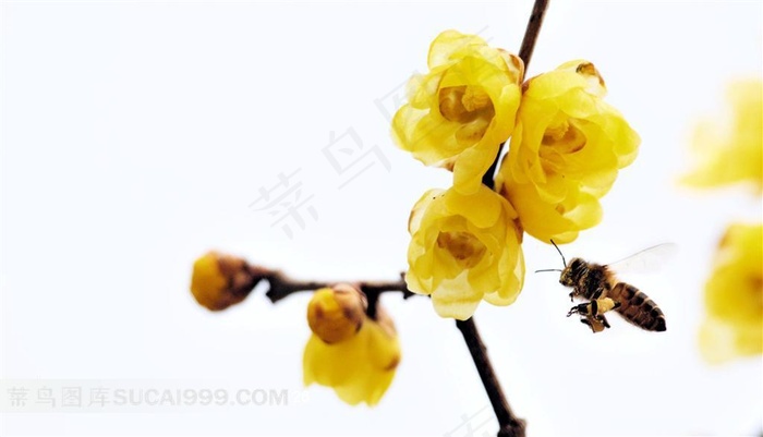 腊梅花蜜蜂素材