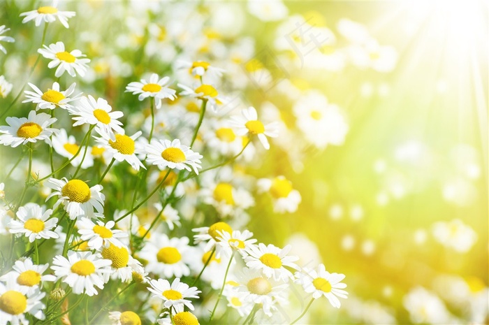 阳光下的菊花花海鲜花图片