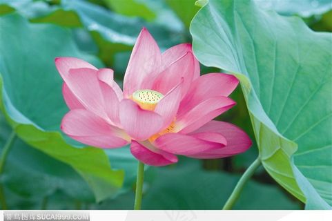 荷叶下盛开的荷花图片 荷叶下盛开的荷花图片