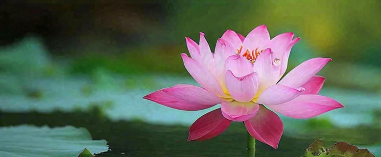 夏天荷塘盛开荷花荷叶绿色清新，夏至立夏大暑小暑处暑摄影图