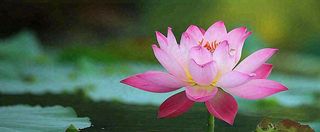 夏天荷塘盛开荷花荷叶绿色清新，夏至立夏大暑小暑处暑摄影图