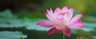 夏天荷塘盛开荷花荷叶绿色清新，夏至立夏大暑小暑处暑摄影图