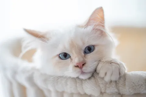 可爱猫咪猫猫摄影素材 可爱猫咪猫猫摄影素材