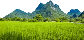 水稻田素材绿植现代农业