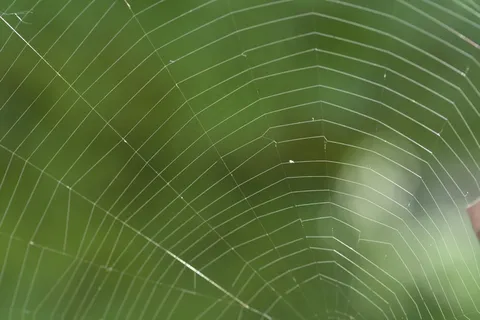 美丽蜘蛛网图片 美丽蜘蛛网图片