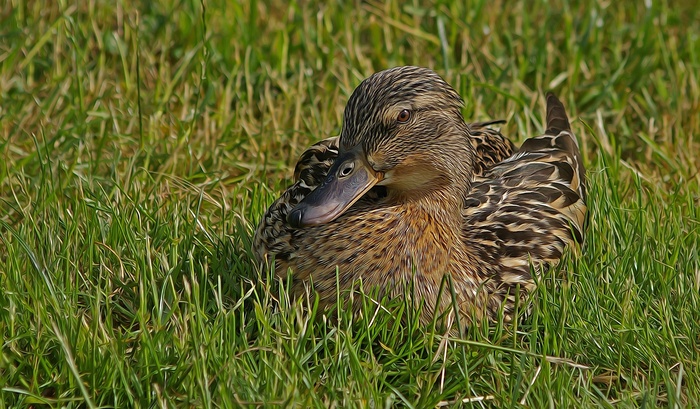 草地上休憩麻鸭图片