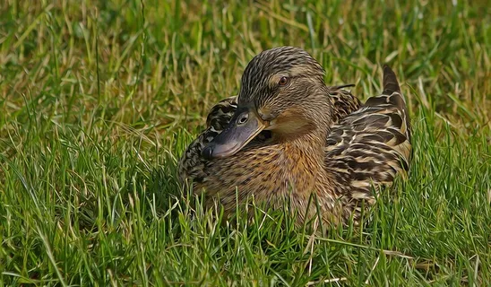 草地上休憩麻鸭图片