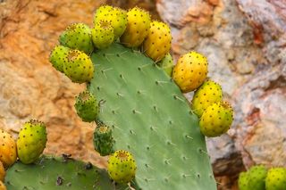 绿色仙人掌仙人球摄影素材