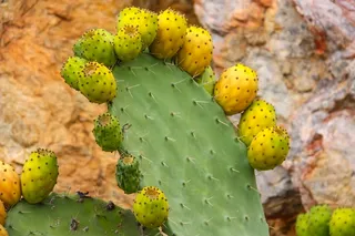 绿色仙人掌仙人球摄影素材