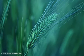 高清唯美麦穗植物图片