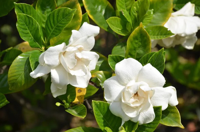 栀子花图片素材下载