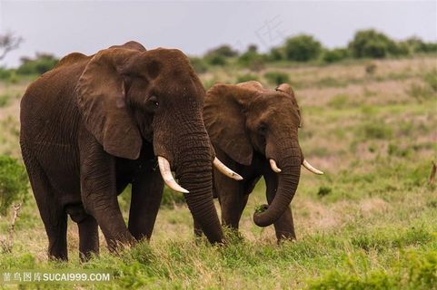 野生动物草地行走的泰国大象图片