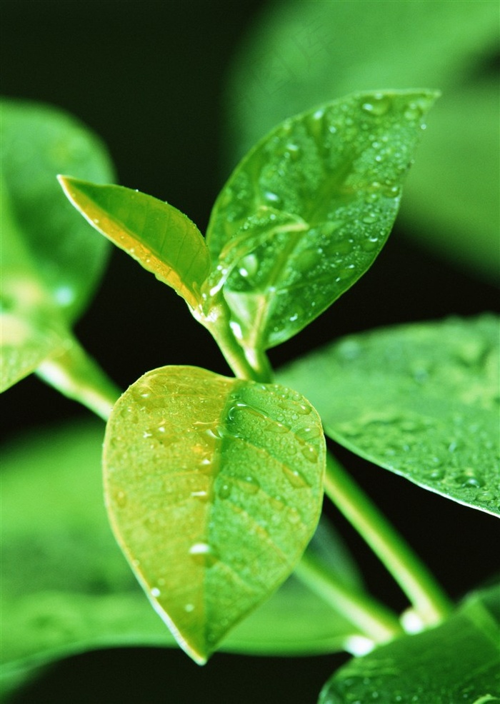 树木风景春季美景jpg素材