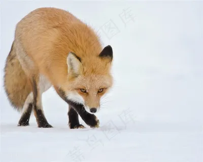 寻找食物的黄色小狐狸图片