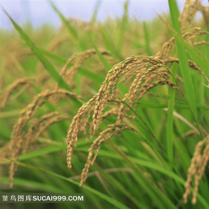 唯美水稻风光图片