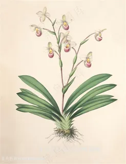 唯美手绘花卉兰花插画