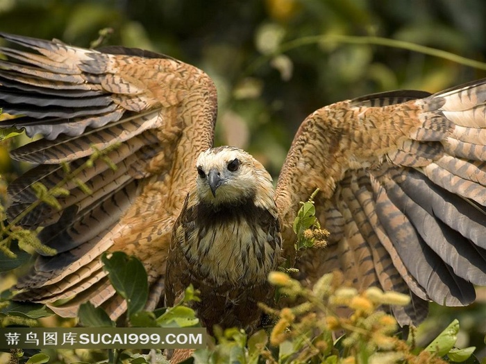 树枝上的雄鹰图片