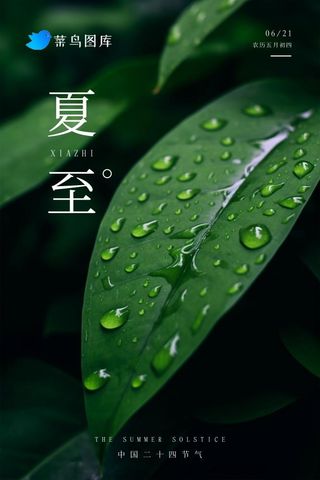夏至节气简约绿叶海报