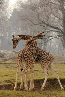 打架的长颈鹿图片唯美野生动物壁纸