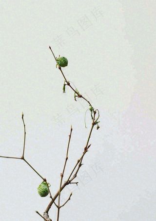 简约白底户外枝叶树枝，极简中国风，立冬摄影图