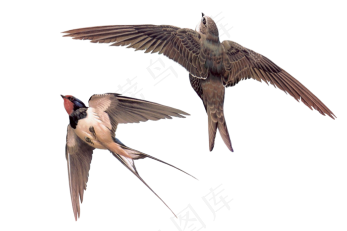 燕子元素PNG