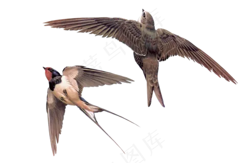 燕子元素PNG 燕子元素PNG