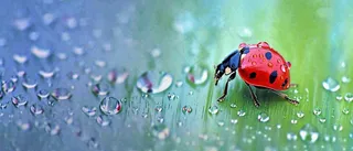 雨天雨水水珠上七星瓢虫动物爬行，彩色渐变摄影图