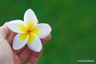 唯美高清鸡蛋花桌面背景图片