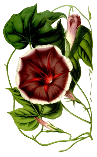 复古手绘植物花卉玫瑰花PNG免扣图案高清图片PS设计素材图