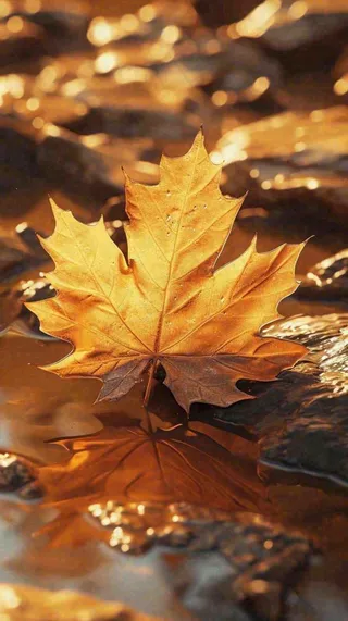 秋天黄色秋叶落叶雨天特写故事感，秋分立秋摄影图