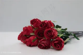 高清玫瑰花图片