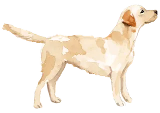 狗狗水彩画插画免扣素材可爱宠物狗